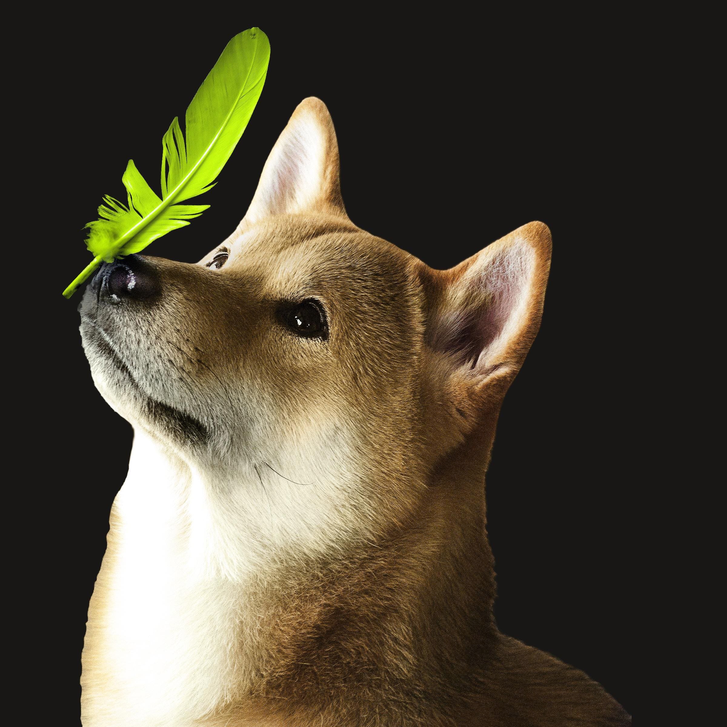 1x1_Dogecoin-EmilyScherer-Irina-Kulikova-Getty