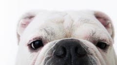 Best Pet Insurance Companies Of February 2025